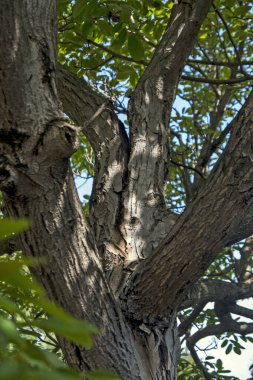An old cracked walnut tree with traces of cutting branches.