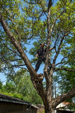 A man, a master woodcutter, has climbed a walnut tree and is preparing to cut it.