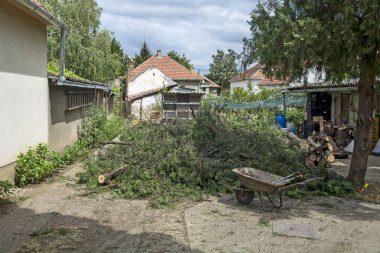 A pile of cut cypress branches and a wheelbarrow for yard work.