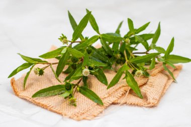 False Daisy (Eclipta alba), saç büyümesi, karaciğer sağlığı ve deri sağlığını desteklemek için kullanılan güçlü bir Ayurvedic bitkidir..