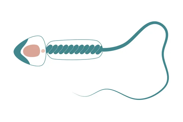 Educational Diagram Human Sperm Cell Flat Style Simple Illustration Vector — Stock Vector