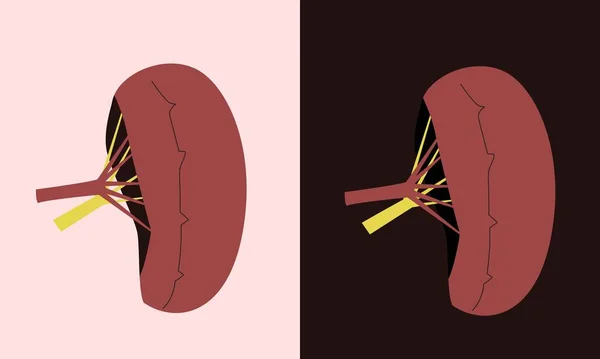 トレンディーなフラットスタイルで人間の脾臓のシンプルな最小限の図面 ベクターイラスト — ストックベクタ
