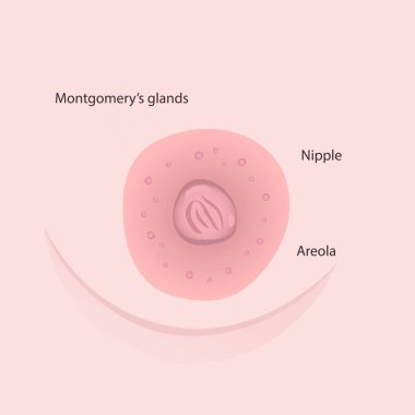 Kadın göğüs ve meme uçlarının başlıklı gerçekçi görünümü. Göğüs ucu ortada, meme ucu açık tenli bir kadın, meme ucu ve göğüs ucu bezleri temsil ediyor. Vektör illüstrasyonu
