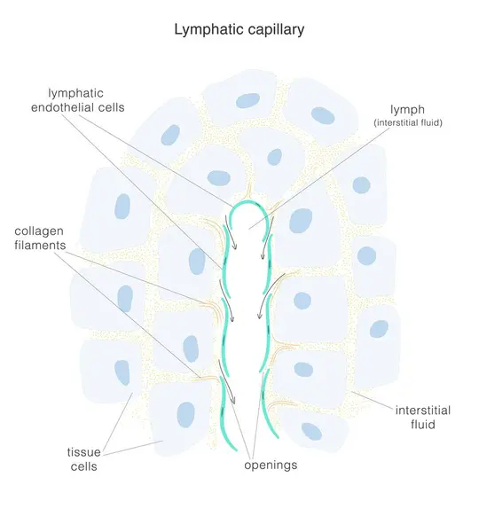 Лимфосистема Структура Конечного Конца Лимфатических Капилляров Окружающих Тканей Векторная Иллюстрация Векторная Графика