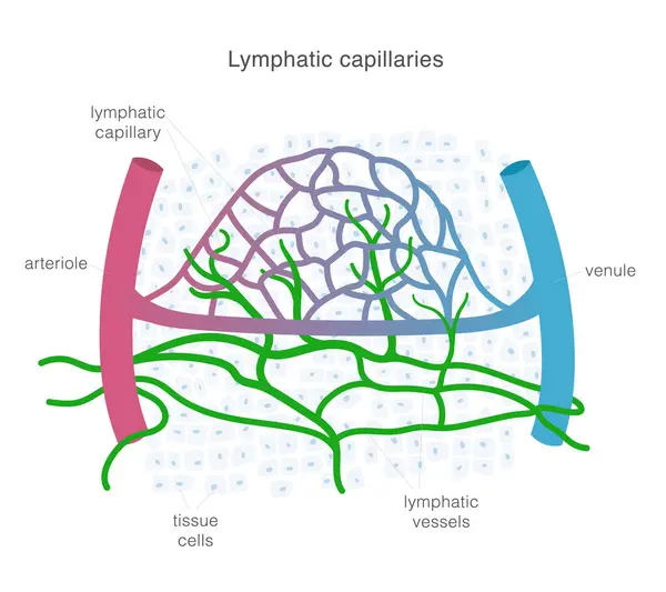 혈관과 복잡한 모세관과 혈관의 림프계 과학적 그림입니다 일러스트 스톡 벡터