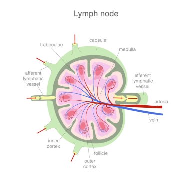 Lenf düğümünün anatomisi. Dış ve iç yapıyı gösteren basitleştirilmiş şema. Vektör illüstrasyonu