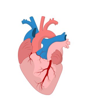 Anatomik kalp çizimi izole edildi. Beyaz arka planda insan gerçekçi iç organı. Vektör illüstrasyonu
