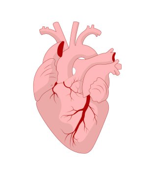 Anatomik kalp, tek renkli pembe renkle izole edilmiş. Beyaz arka planda insan gerçekçi iç organı. Vektör illüstrasyonu