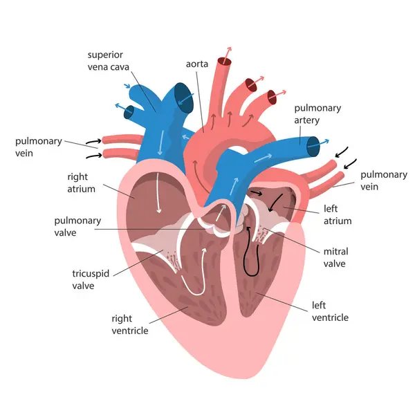 Altyazılı kalp anatomisi. Eğitim ve bilim için insan organı renkli diyagramın iç yapısı. Vektör illüstrasyonu