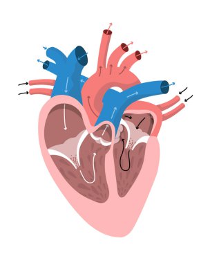 Kalbin anatomisi ve kan akışı yönleri. Eğitim ve bilim için insan organı renkli diyagramın iç yapısı. Vektör illüstrasyonu