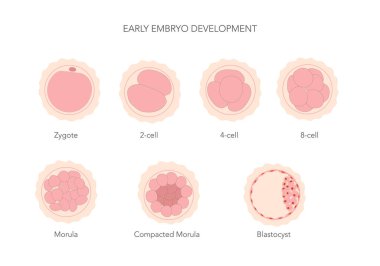Early mammal human embryo development stages chart. Vector illustration clipart