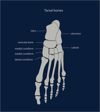 Altyazılı insan ayağı iskeleti anatomisi, tıbbi bilimsel çizelge. Vektör illüstrasyonu
