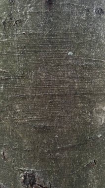 Çınar ağacı kabuğunu kapat, doku arkaplanı. Yüksek kalite fotoğraf