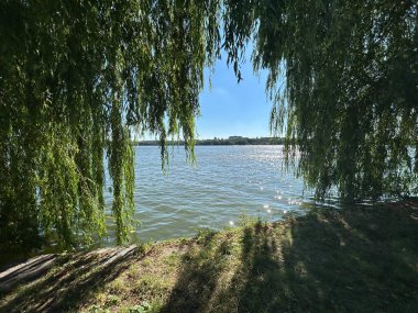 Güneşli yaz gününde gölün yanında söğüt ağacı, su yüzeyinde parlak güneş yansıması. Yüksek kalite fotoğraf