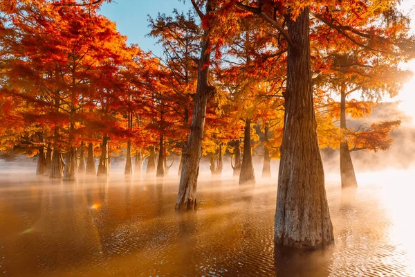 Bäume Wasser Mit Roten Nadeln Florida Sumpfzypressen See Mit Reflexion — Stockfoto