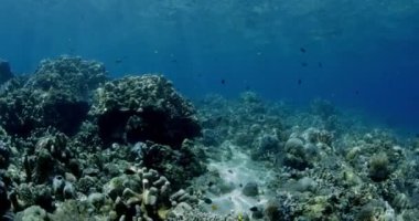 Mavi okyanusta mercanlar ve tropikal balıklarla sualtı görüntüsü