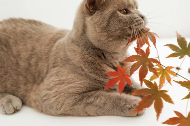 Beyaz arka planda sevimli bir kedi. İskoç kedisi güz yapraklarıyla oynar