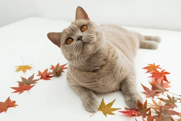 Шотландская Кошка Белом Фоне Шотландская Кошка Осенними Осенними Листьями — стоковое фото