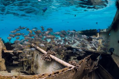 Tropikal balıklar mavi okyanusta su altında kayık enkazında