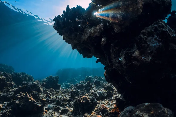 Scena Subacquea Con Coralli Pesci Raggi Del Sole Mare Tropicale — Foto Stock