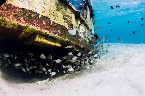 Ocean underwater with wreck of boat on sandy bottom and school of tropical fish, underwater in Mauritius