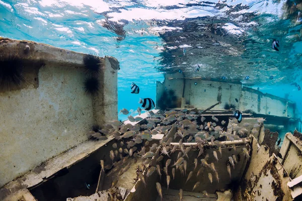 School of fish at wreck of boat underwater in blue ocean