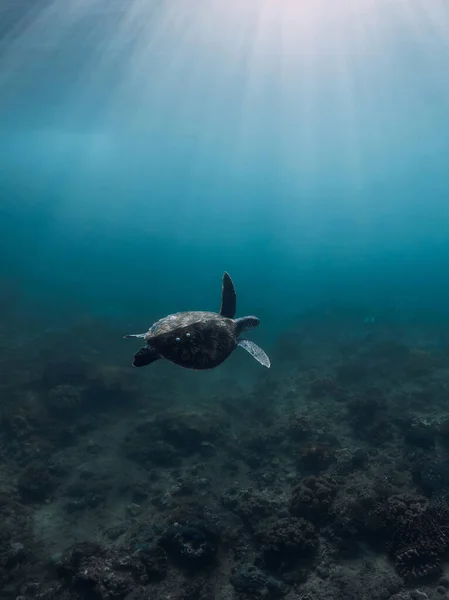 Πράσινη Θαλάσσια Χελώνα Γλιστράει Στον Ωκεανό Θαλάσσια Χελώνα — Φωτογραφία Αρχείου