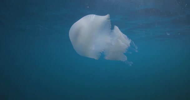 Морская Жизнь Большой Медузой Водой Голубом Море — стоковое видео