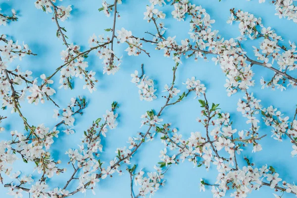 Bloemen Achtergrond Van Bloeiende Witte Bloemen Blauw Vlakke Lay Bovenaanzicht — Stockfoto