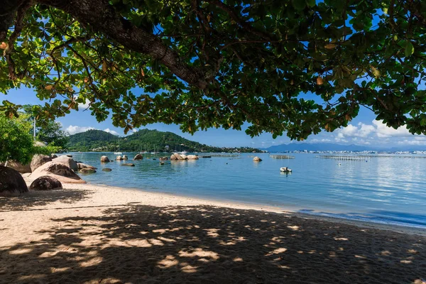 stock image Coastline with tree and quiet ocean with sailboats in Floripa, Brazil. Sandy beach with shadow by big tree