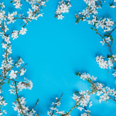 Parlak mavi arka planda çiçek açan meyve çiçekleri. Düz yerde, üst tarafta. Bahar zamanı arkaplanı.