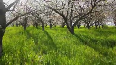 Yeşil çimenler ve güneş ışığıyla açan bahar bahçesi