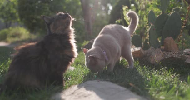 Gatos Bonitos Sentados Gramado Jardim Casa Gatos Fofos Livre Com — Vídeo de Stock