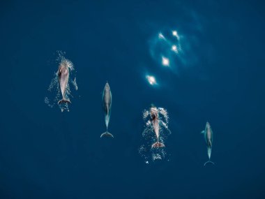 Aerial view of Bottlenose dolphins in blue sea. Aquatic animals in Black sea clipart