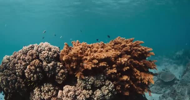 Koraller Och Tropiska Fiskar Vatten Öppet Hav — Stockvideo