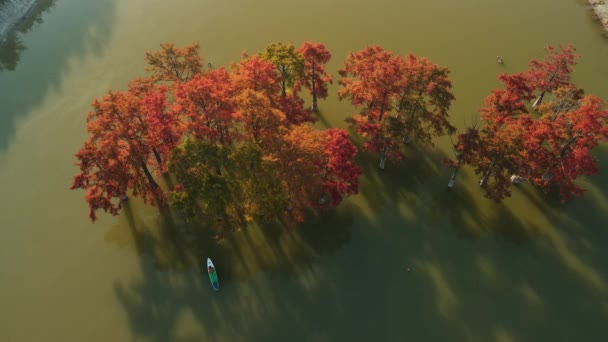 2021年10月28日 ロシアのアナパ タクソディウムの木がある湖でスタンドアップパドルボード上の旅行者との空中ビュー — ストック動画