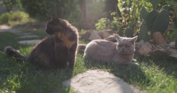 Χαριτωμένες Γάτες Στον Κήπο Του Σπιτιού Φουσκωτές Γάτες Εξωτερικούς Χώρους — Αρχείο Βίντεο