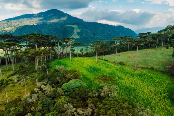 Aerial View Rural Area Corn Field Mountains Araucaria Trees Santa — Fotografia de Stock