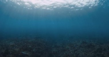Barrel wave crashing in ocean and sun light. Underwater view of surfing wave