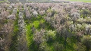 Spring blooming garden with green grass and sun light. Flowering trees, aerial view