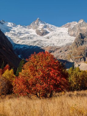 Sonbahar ağaçları ve buzulları olan dağlar. Dağların ve buzulların zirvesi