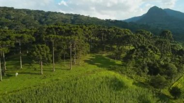 Aerial view of landscape with araucaria araucana forest and mountains in the municipality of Urubici, Brazil