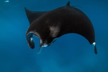 Close up view of giant manta ray fish. Big fish in blue ocean