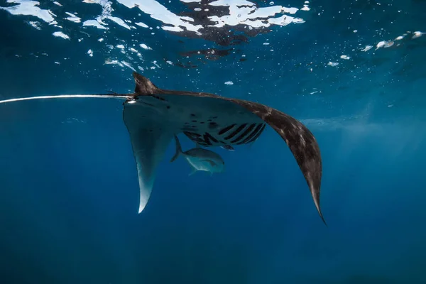 Stock image Manta ray fish glides in ocean. Snorkeling with giant fish in blue ocean