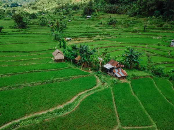 巴厘岛北部风景秀丽的稻田 在巴厘岛的稻田边 空中景观 — 图库照片