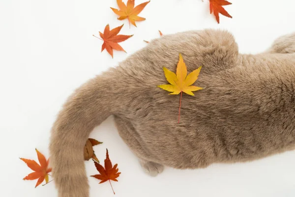 Кошки Хвост Белом Фоне Шотландская Кошка Осенними Кленовыми Листьями — стоковое фото