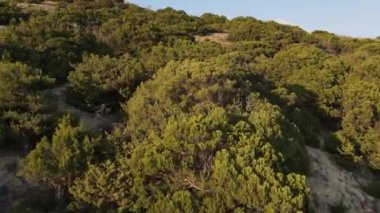 Dağ manzarası, sonsuz yeşil ağaçlar ve akşam güneşi..