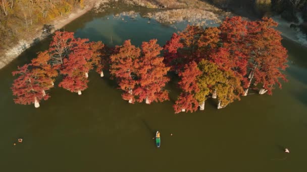 Mujer Flotando Stand Paddle Board Lago Con Naranjos Taxodium Árboles — Vídeo de stock