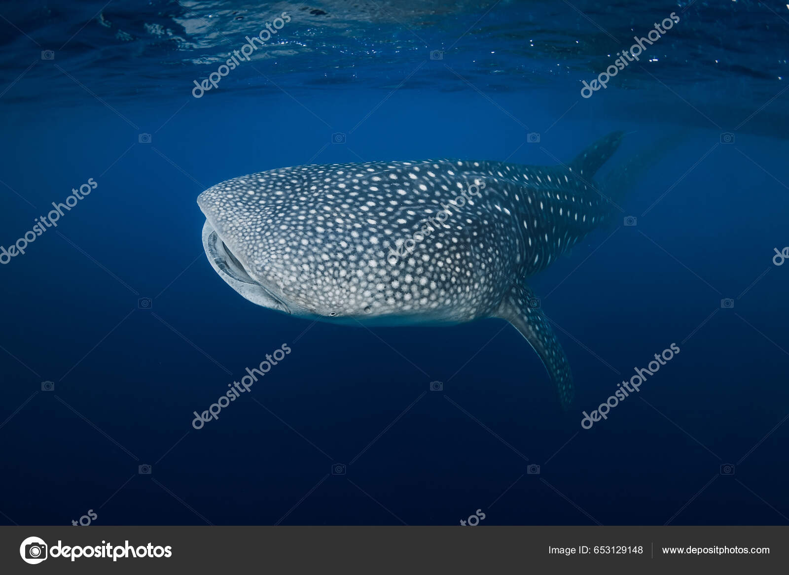 Derin Mavi Okyanusta Balina Köpekbalığı Dev Balina Köpekbalığı Suyun  Altında stok fotoğrafçılık ©Keola, telifsiz resim #653129148
