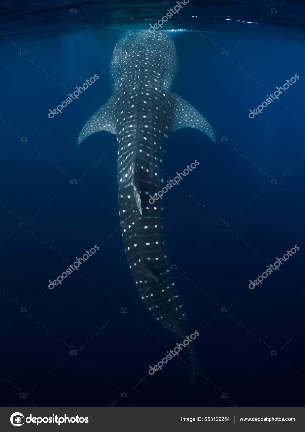 蓝海中的鲸鲨大型鲨鱼在水下游动——图库图片© Keola #653129254